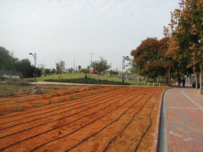 Клумба.jpg