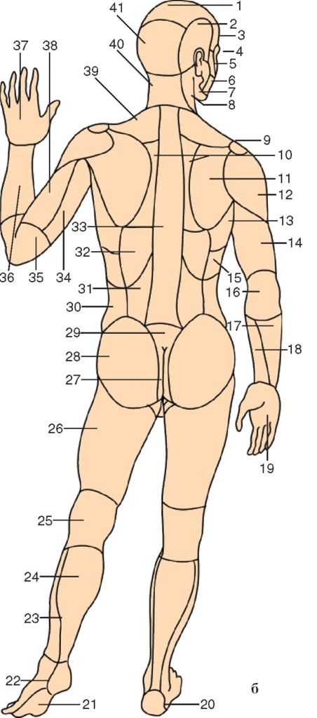 Части человеческого тела, типы телосложения | Массаж.ру