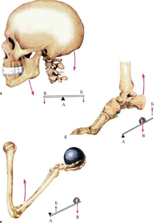 Скелет механизма. Простые механизмы в живой природе физика 7 класс. Схема действия мышц на костные рычаги. Рычаги в природе. Рычаги в скелете человека.