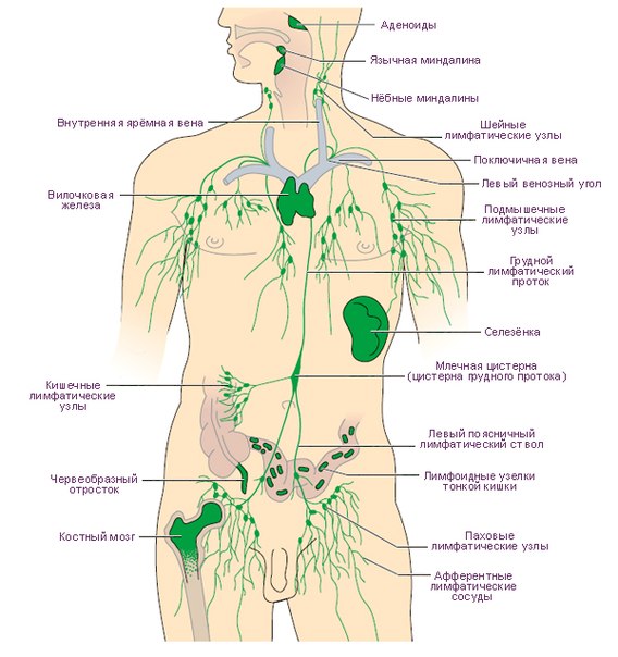Где Находится Лимфа У Человека Фото