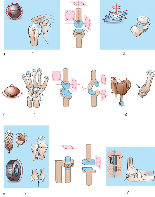 Изображение - Виды суставов по форме jc84ryyndms