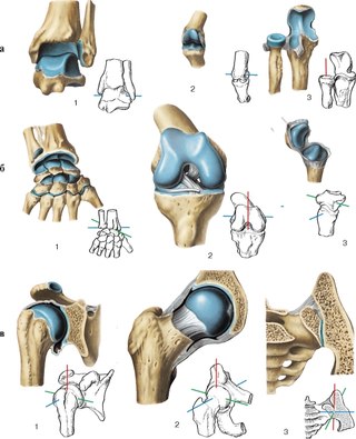 articulatio cotylica