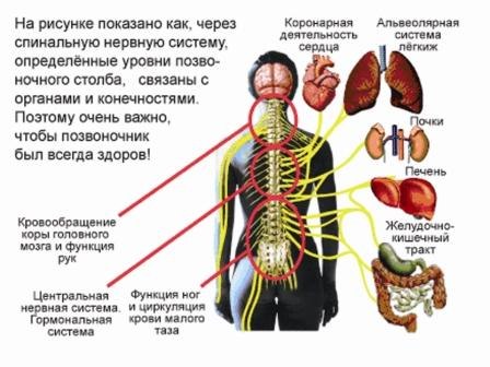 Гипотермия для позвоночника