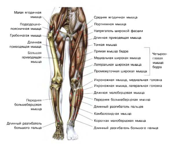 Сухожилия Ноги Человека Фото