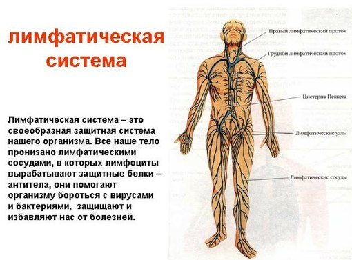 Лимфатическая система | Массаж.ру