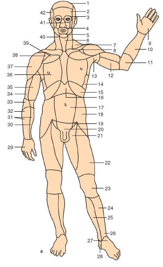Части человеческого тела, типы телосложения | Массаж.ру