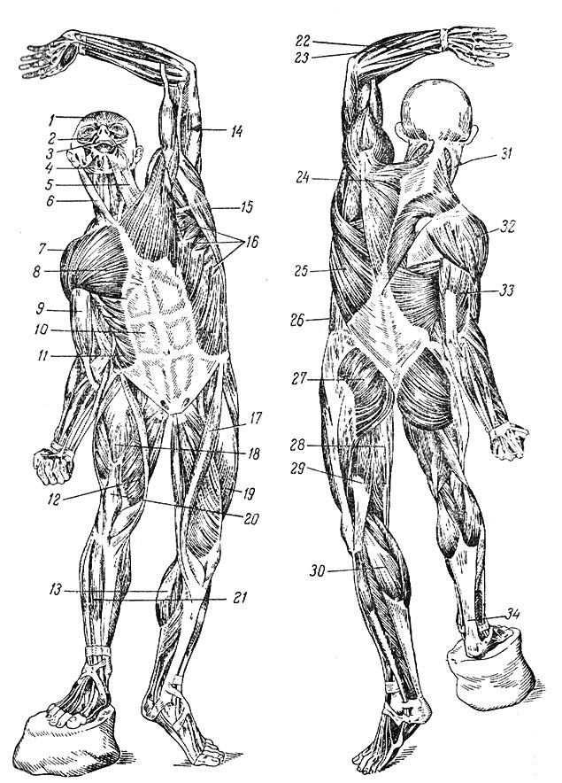 Какая мышца изображена на рисунке. Топография мышц туловища. Топография поверхностно лежащих мышц.