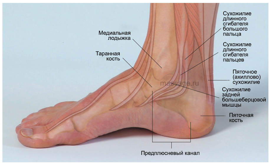Где находится щиколотка на ноге фото