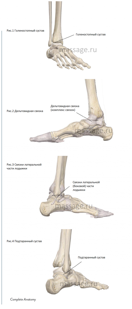 Лодыжка На Ноге Фото