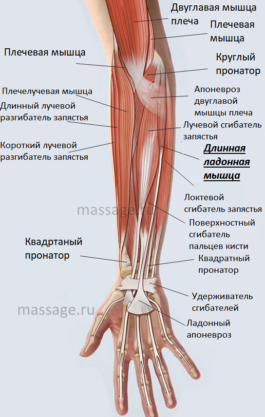 Болит короткая ладонная мышца