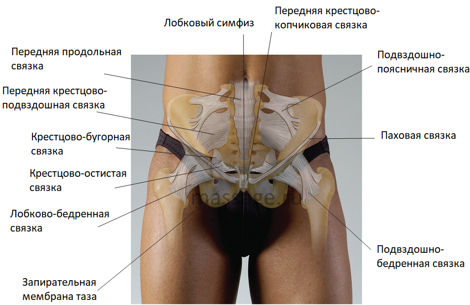 Фото Лобковой Кости