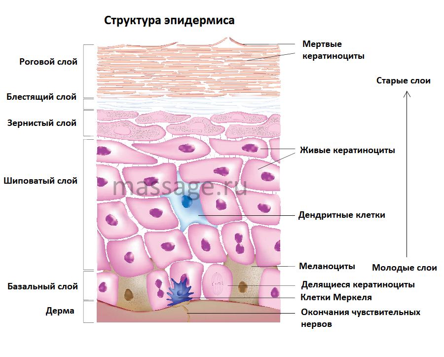 Деление клеток эпидермиса