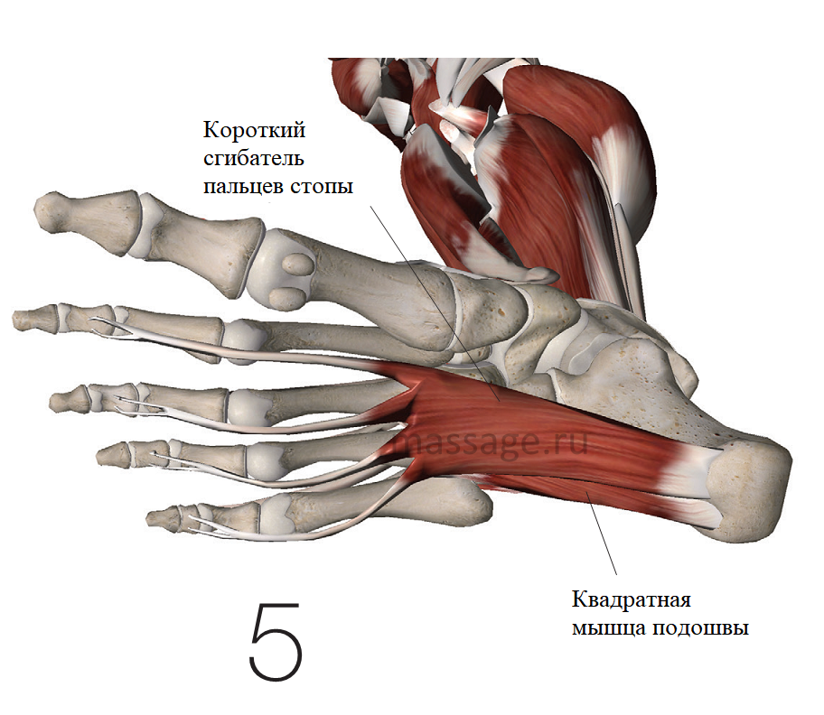 Foot muscle. Короткий сгибатель пальцев стопы анатомия. Flexor digitorum Brevis мышца. Quadratus Plantae. Короткий сгибатель пальца стопы.