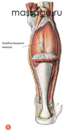 Камбаловидная мышца ног болит