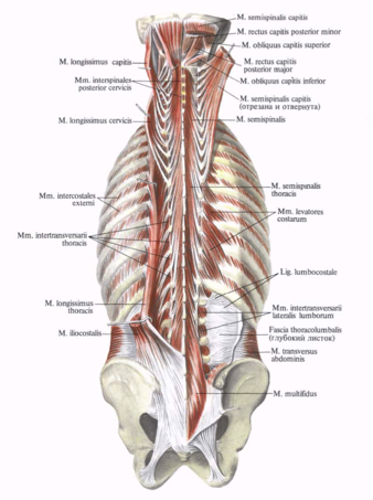 Растяжение пояснично грудной фасции