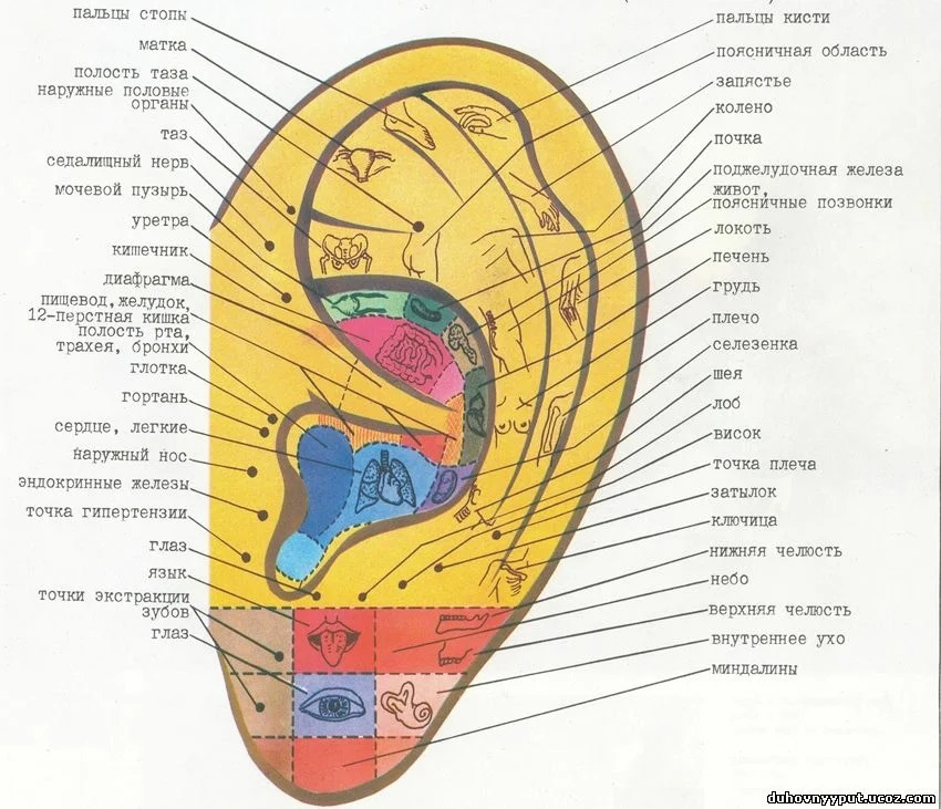 Проекции органов на ушную раковину