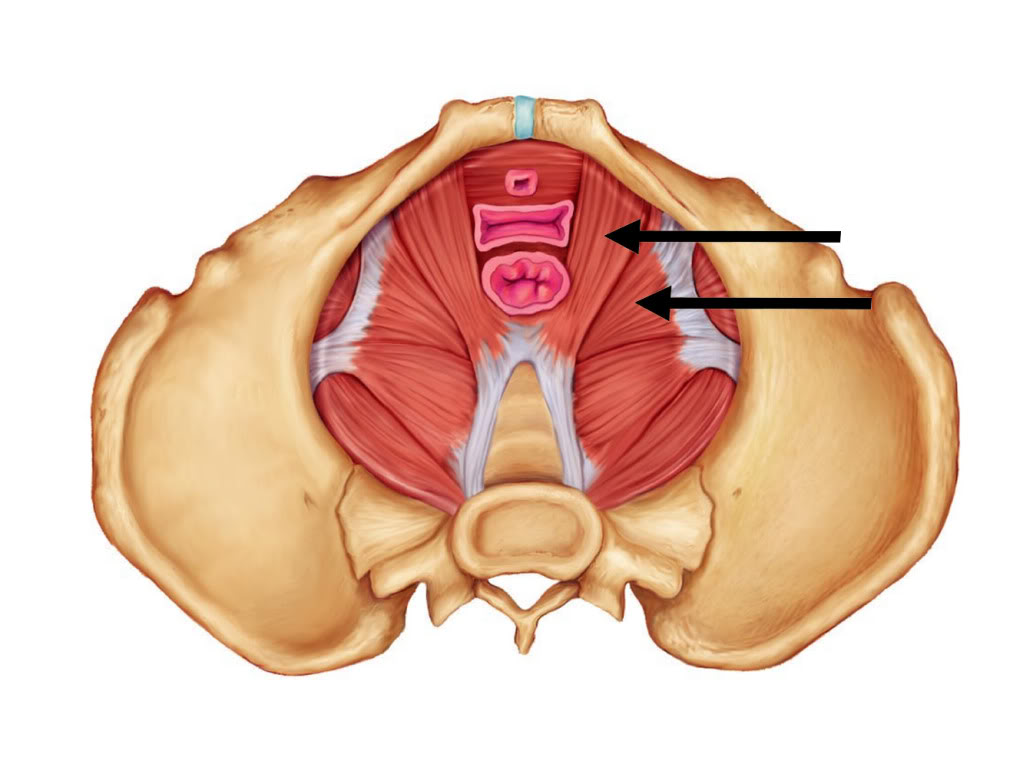 Фасции мочеполовой диафрагмы. Диафрагма и тазовое дно анатомия. Леватор Ани. Леватор Ани мышцы тазового дна. Диафрагма и мышцы тазового дна.