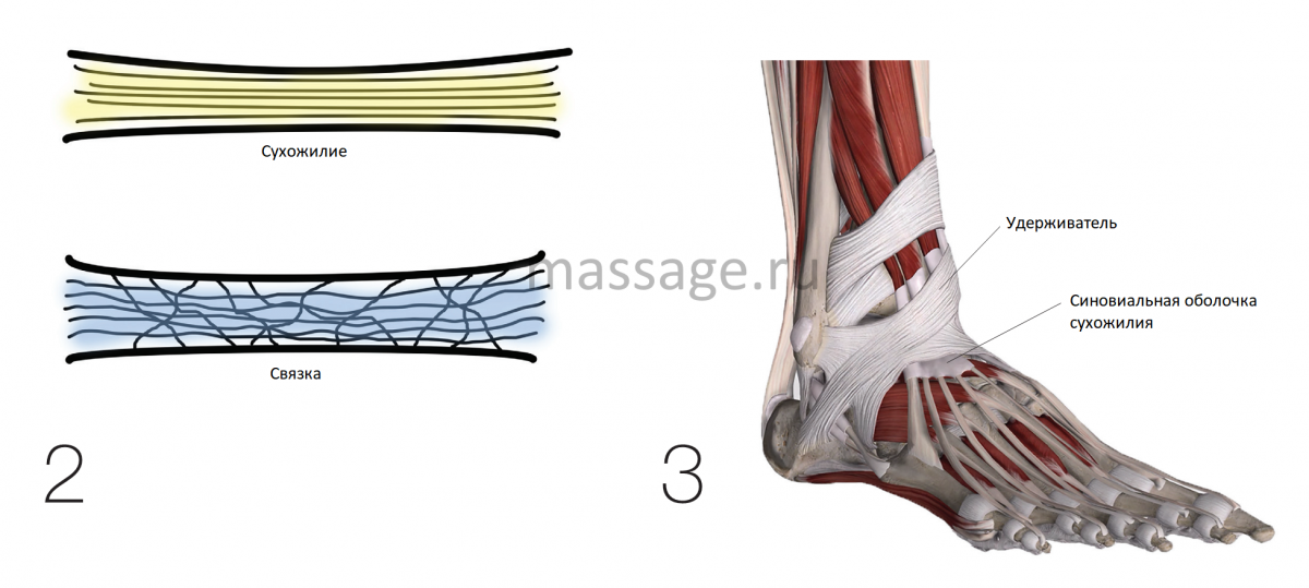 Сухожилия образованные из ткани. Мышца сухожилие связка отличие. Удерживатели сухожилий на стопе. Строение сухожилия травмы сухожилия. Костно-сухожильное соединение.