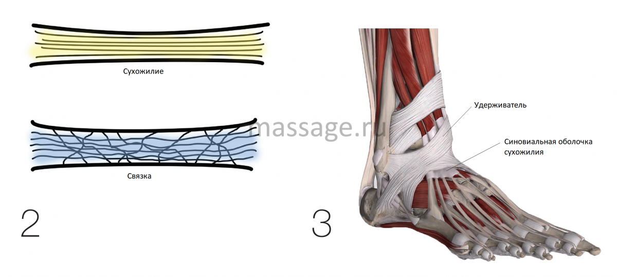 Описание сухожилий