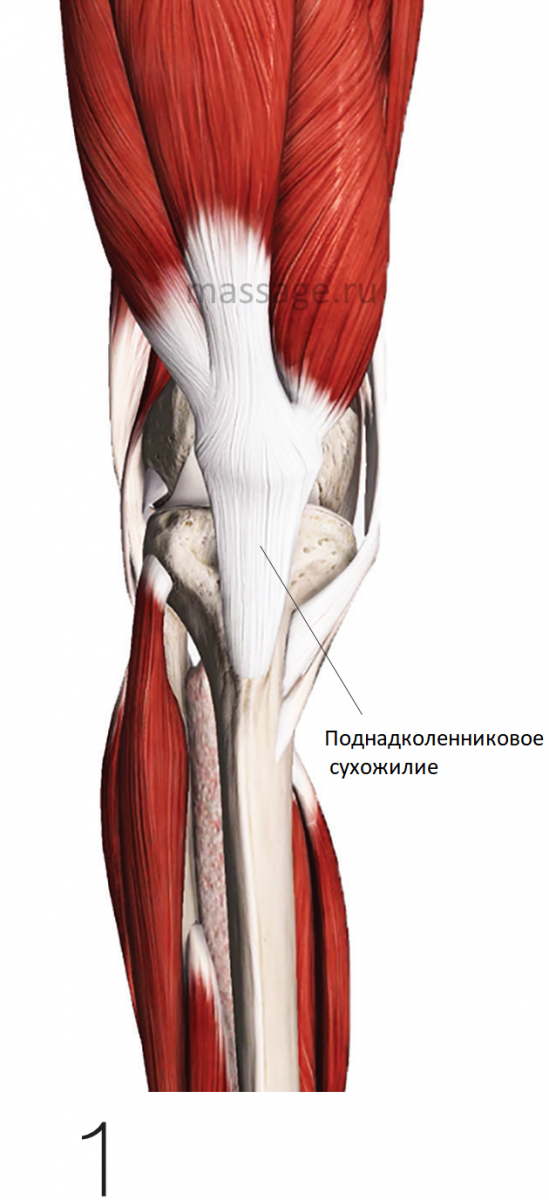 Изображение - Что такое связки сухожилия суставы bezymyannyy_8