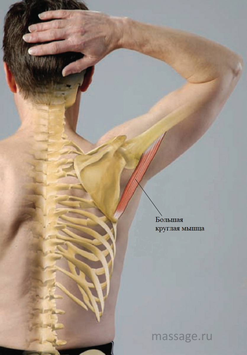 Большая круглая мышца спины болит