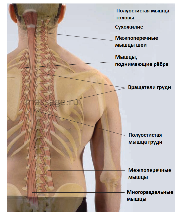 Остистая мышца спины функции