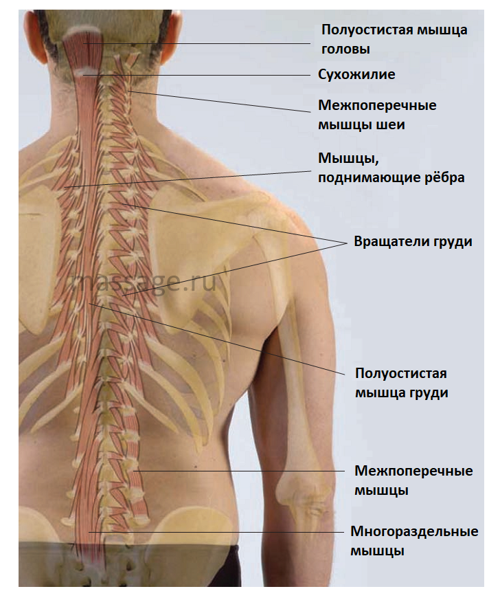 Остистая мышца спины начинается от