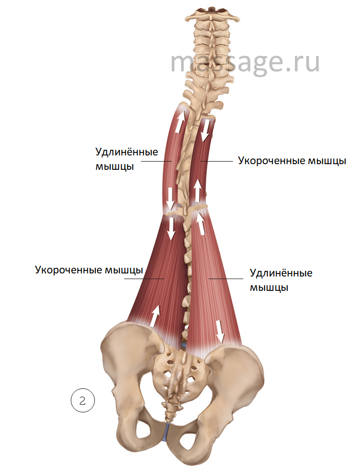 Растягивание позвоночника с массажем